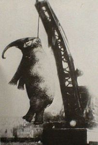 hanging elephant