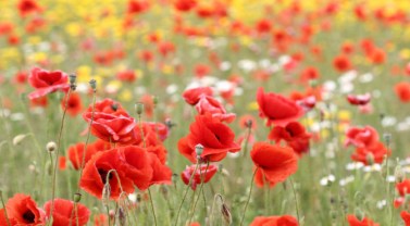 poppies