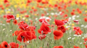 poppies