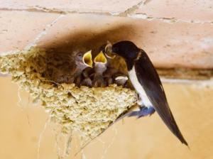 swallow 2