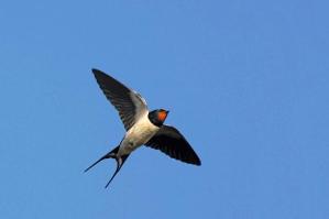 swallow