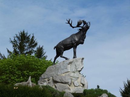Caribou-au-Memorial-de-Beaumont-Hamel-de-Jacky-Salomon-Rivery